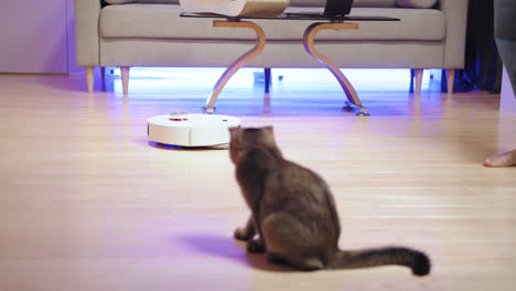 robot aspirador que observa el gato