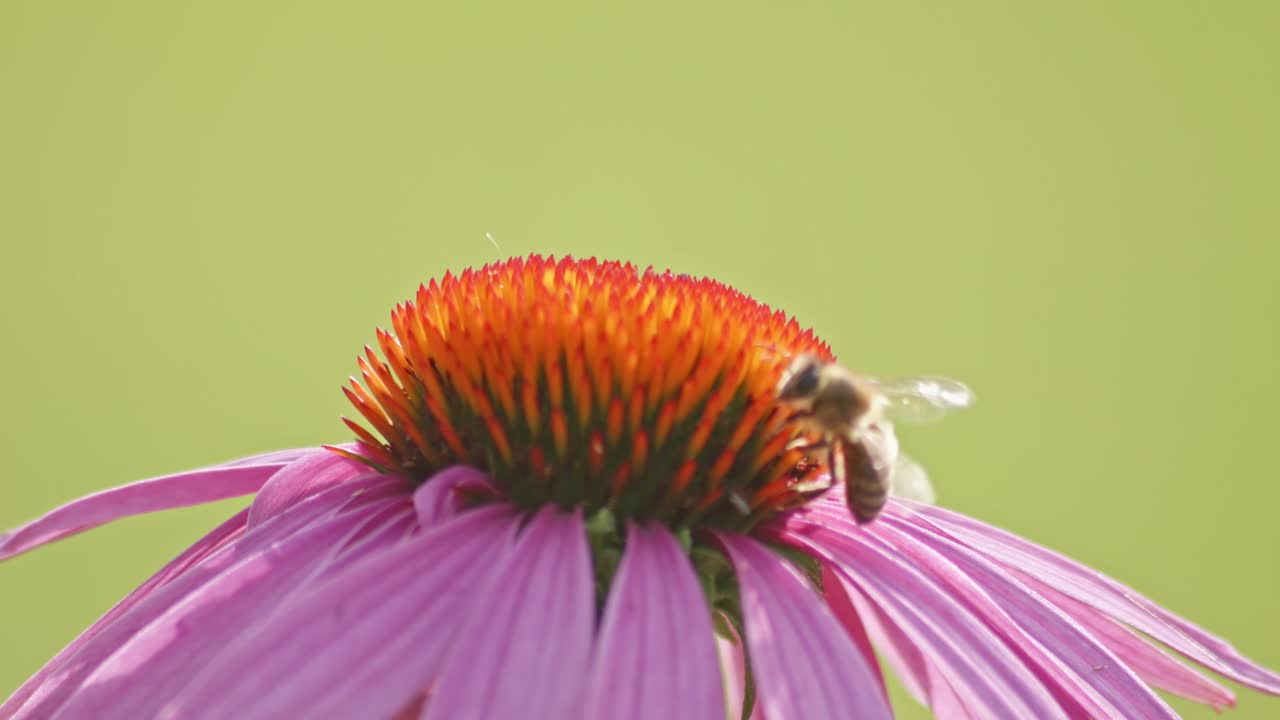 vista macro de una abeja de miel aterrizando en una flor roja