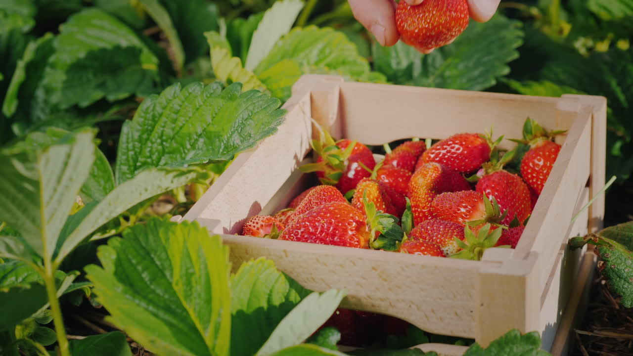 농부의 손이 상자 2에 큰 딸기 베리를 넣습니다.