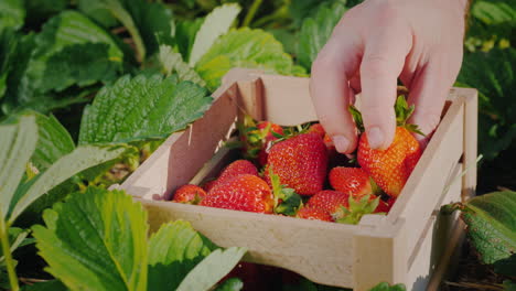 farmer's hand puts a large strawberry berry in a box 2