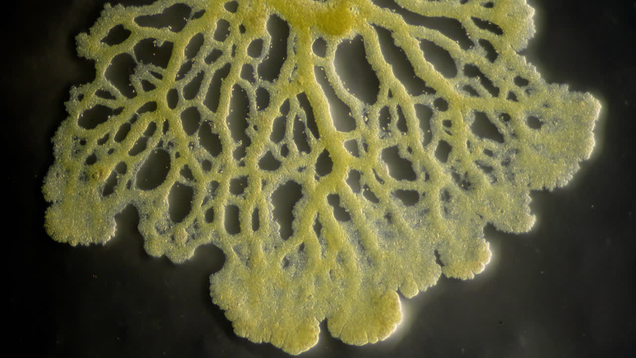 Close-up of Yellow Slime Mold (Physarum Polycephalum)
