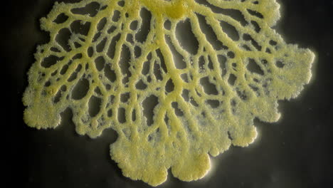 close-up of yellow slime mold (physarum polycephalum)