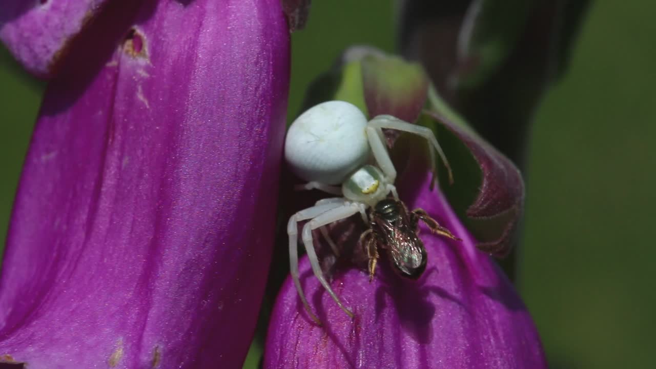 primer plano de una araña cangrejo de flor, misumena vatia con su presa en la flor de dedo de zorro