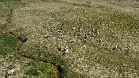 herd of reindeer roaming around grassland crossing small creek, aerial