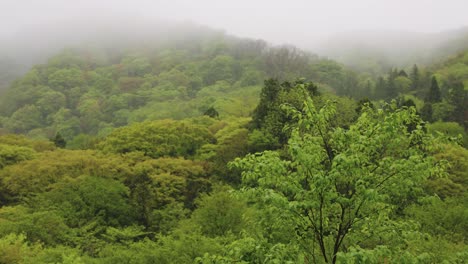 Nebelumhüllter-Urzeitlicher-Buchenwald-Des-Mt.-Daisen,-Japan