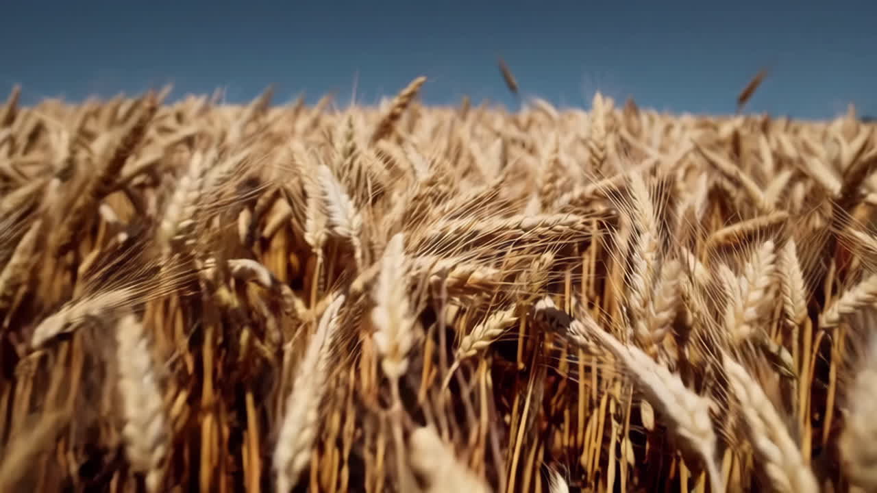 Golden Wheat Field Under Blue Sky
