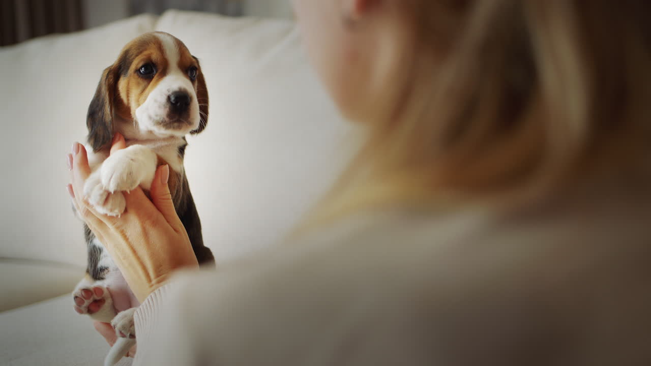 A woman holds a cute beagle puppy in her hands, rear view