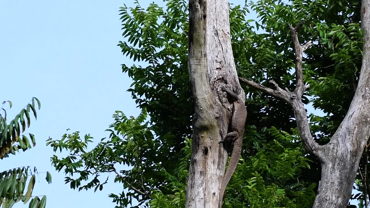 el lagarto monitor nublado se encuentra en tailandia y otros países de asia