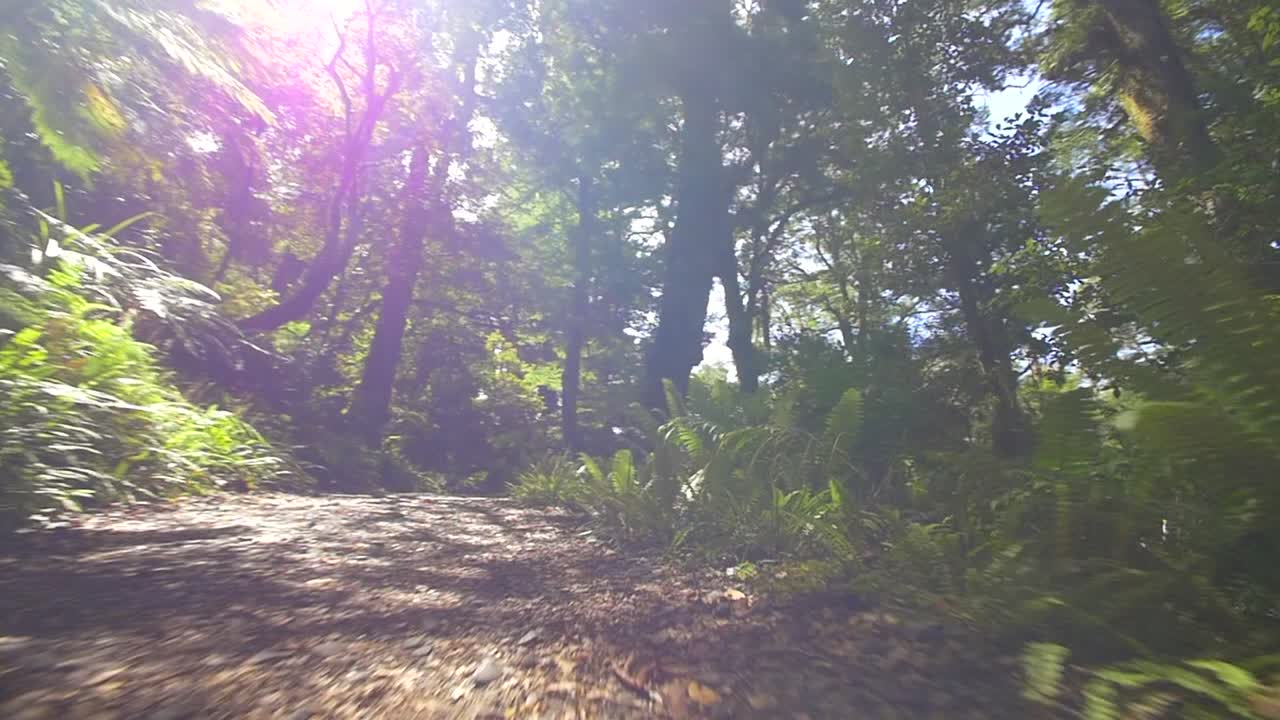 정글 바닥을 따라 추적