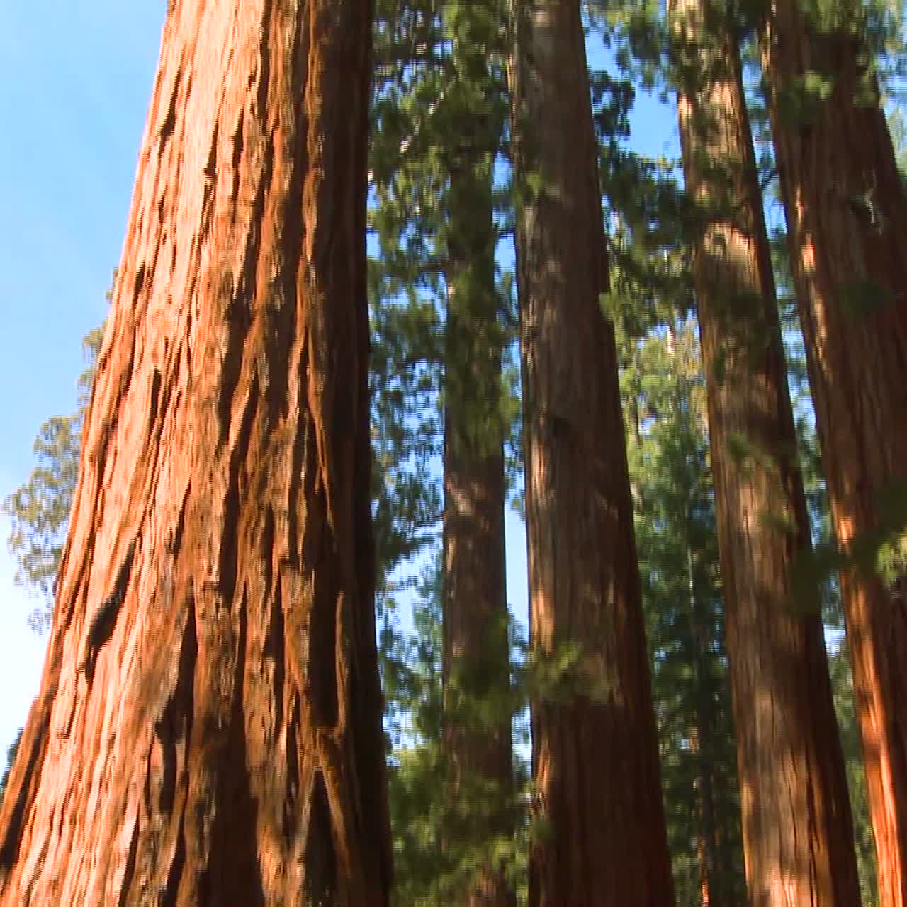 incline hacia arriba las secuoyas gigantes en el parque nacional de yosemite