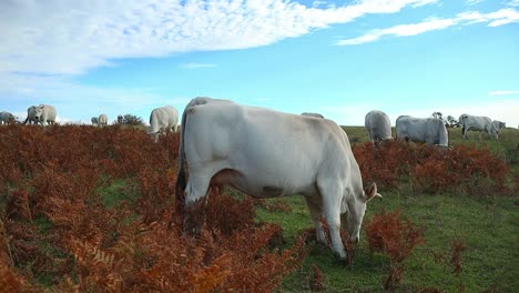 Cría-Orgánica-De-Vacas-Lecheras-Y-De-Carne-Para-La-Industria-Alimentaria,-Los-Animales-Se-Alimentan-De-Alimentos-Naturales