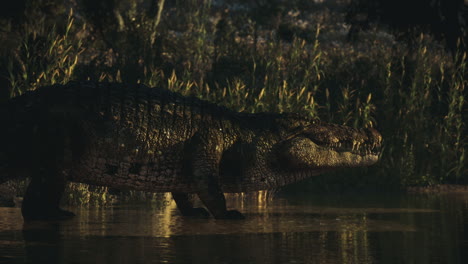 large crocodile in a swampy environment