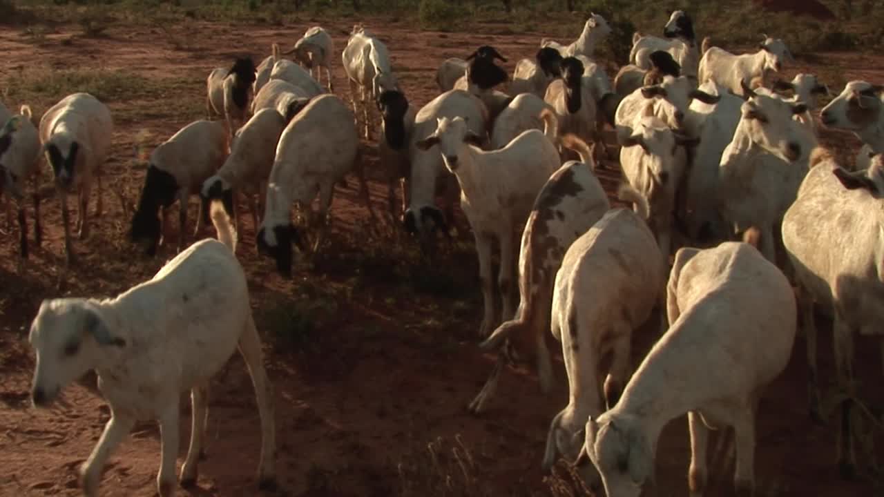 A herd of goats grazes on the dry red soil of the Borana Plateau, reflecting the pastoral traditions of southern Ethiopia
