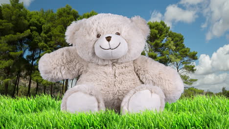 teddy bear in a meadow