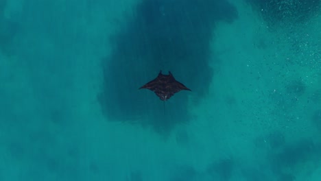 large melanistic manta ray cruising peacefully through crystal clear blue water