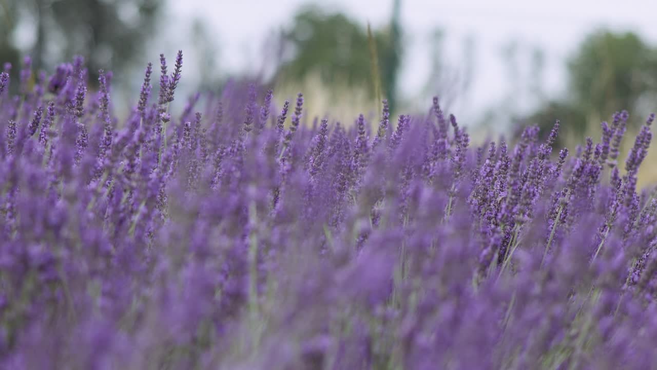 campo de lavanda en cámara lenta y hermosas flores de lavanda