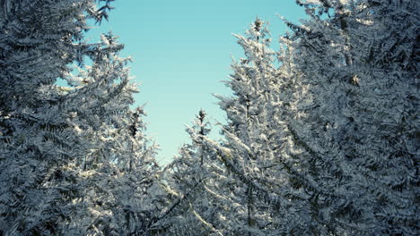 winter calm forest at sunny day