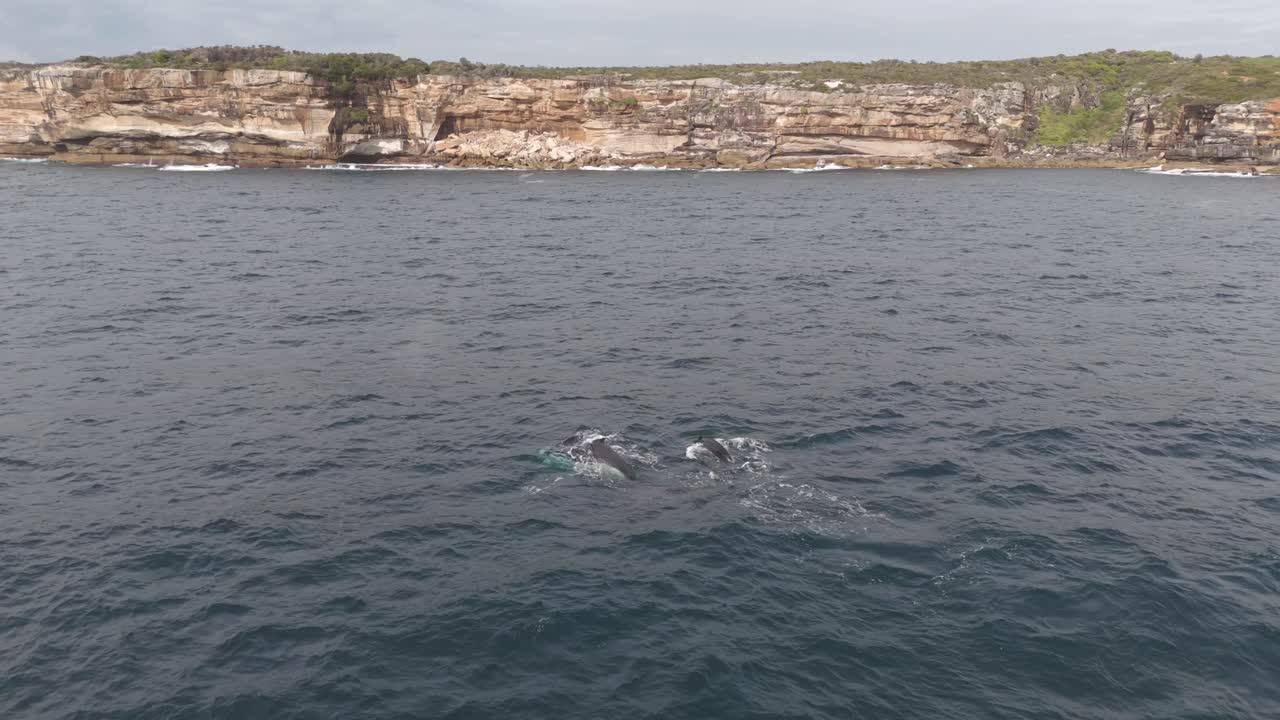 Aerial Drone Shot of Humpback Whale Pod Near Sydney Coastline – Malabar Headland in Background, Whales Close to Shore in Australia’s Scenic Waters