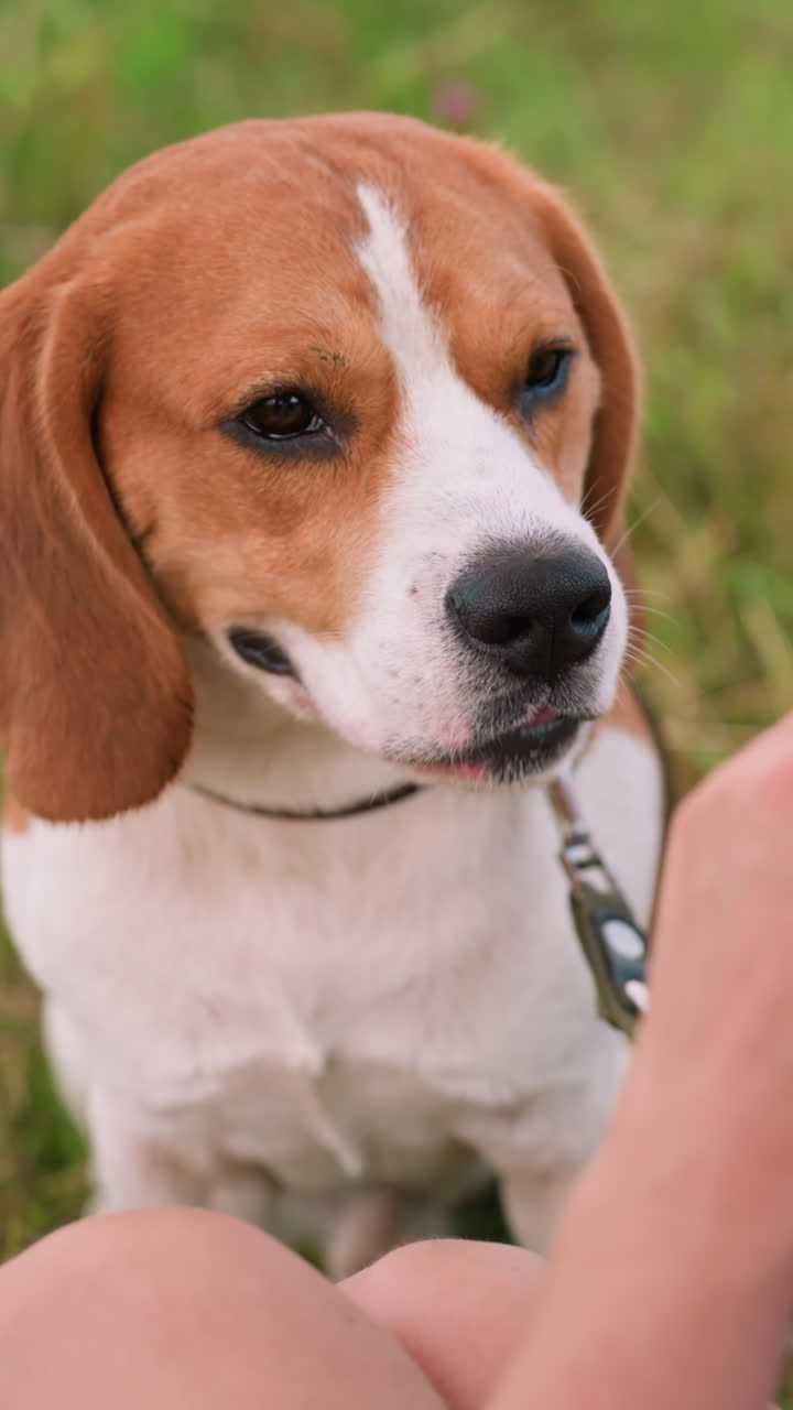 perro lame la nariz mientras observa atentamente al dueño con la mano extendida como si estuviera ofreciendo comida, persona sentada al aire libre con el perro atado en el campo de hierba, mientras otro perro se sienta a su lado en el terreno de hierba