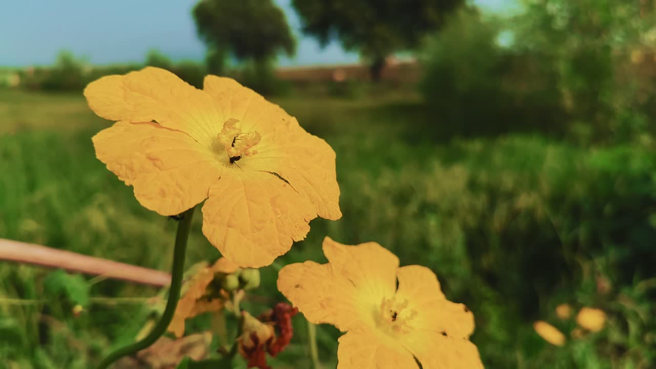 Bright yellow flower of Luffa cylindrica, the sponge gourd plant, blooming in sunlight against a blurred green field background, showing the beauty of rural agriculture and natural growth