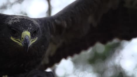 eagle, hawk close up on face with wide wings and feathers in slow motion starting to fly