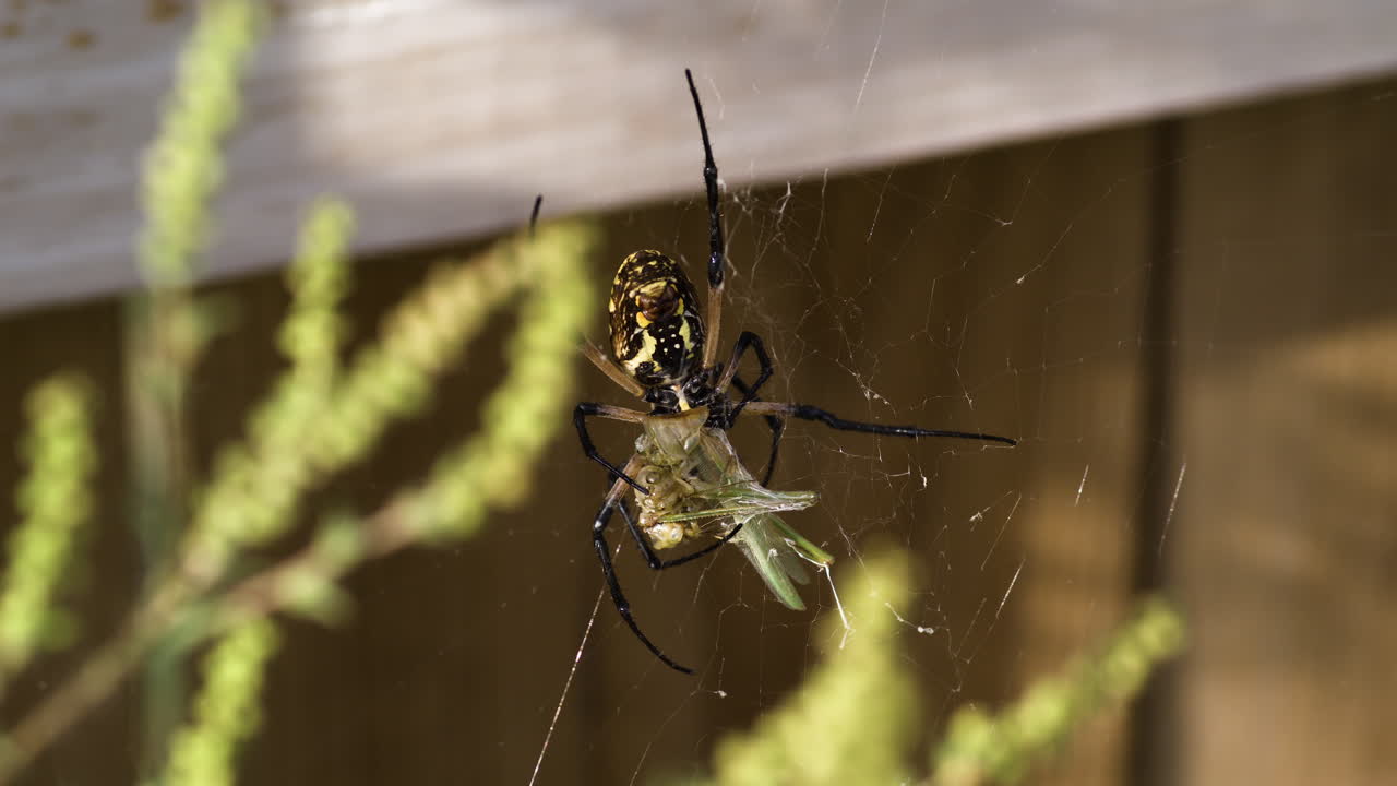 노란색 정원 거미가 붙잡기를  ⁇ 건히 잡고 있습니다.