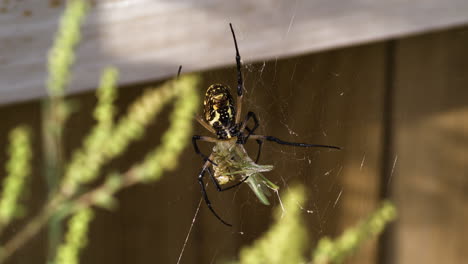 Una-Araña-De-Jardín-Amarilla-Sosteniendo-Firmemente-Su-Captura---Primer-Plano