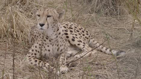 resting cheetah flicks ears and rolls onto side in yellow grass, closeup