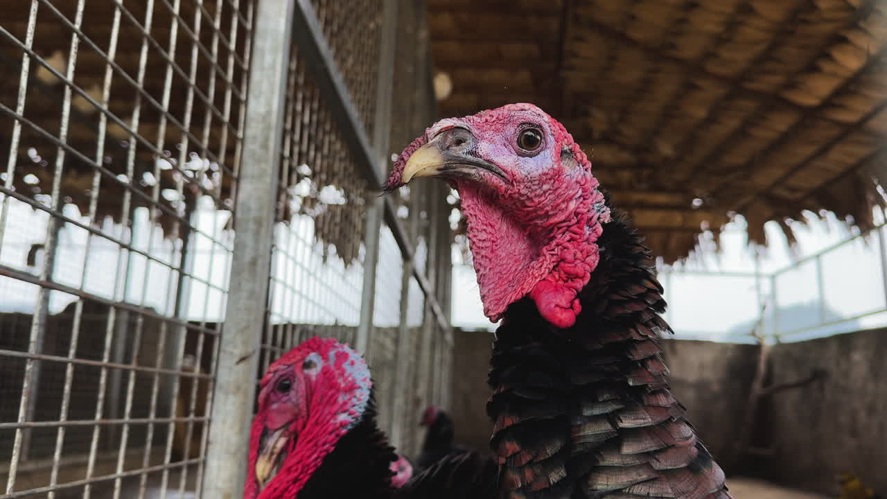 Close up of two turkeys in a barn, standing still but looking around and calmly moving his head