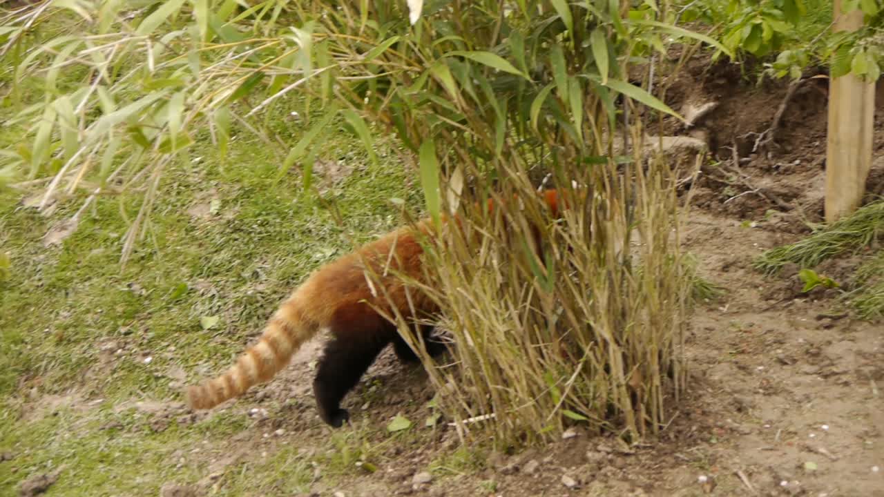 레드 팬더가 동물원에서 클라이밍하고 달리고 있습니다.