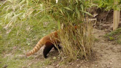 red panda is climing and running at the zoo