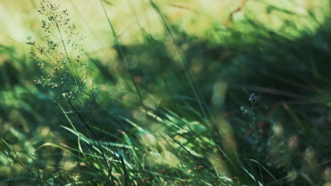 시원한 여름 바람에 흩날리는 무성한 잔디