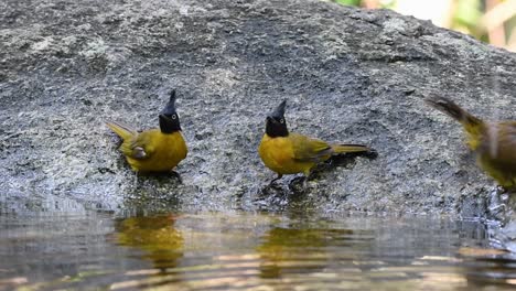 Black-crested-Bulbul-grooming-after-a-bath-in-the-forest-during-a-hot-day,-Pycnonotus-flaviventris,-in-Slow-Motion