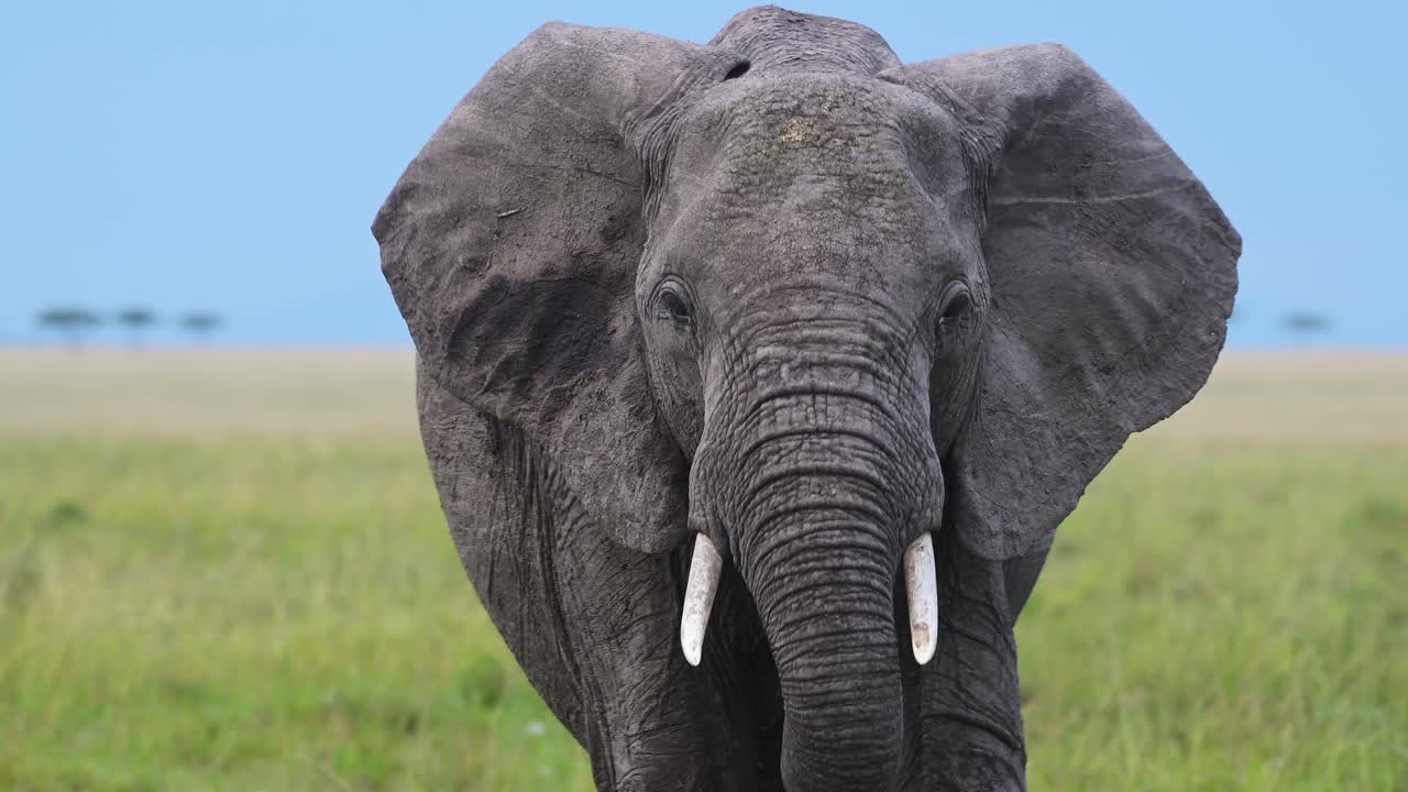 vista de cerca de la cabeza de un elefante caminando hacia la cámara con colmillos, vida silvestre africana en la reserva nacional de masai mara, kenia, áfrica animales de safari en la reserva de masai mara norte