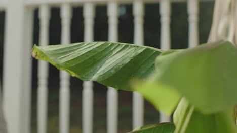 rain falling on palm leaf