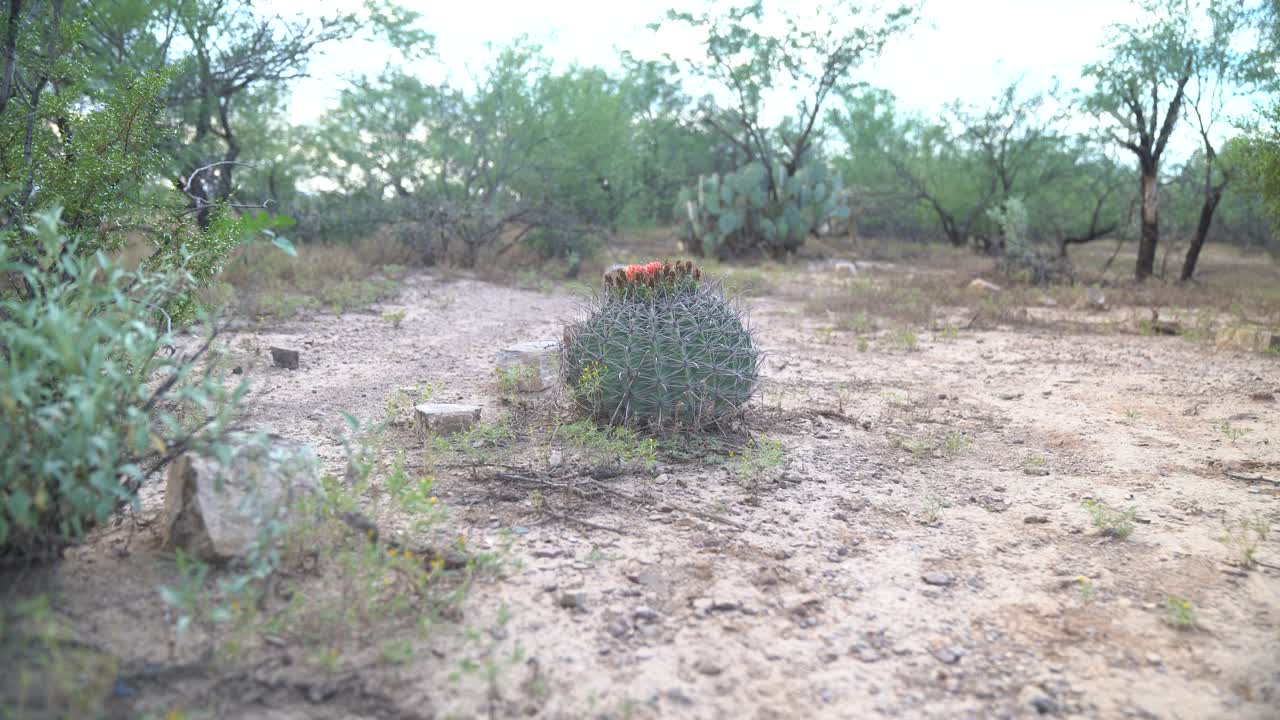 toma estática de catus redondo de copa de clarete en el desierto de sonora rodeado de poca vegetación