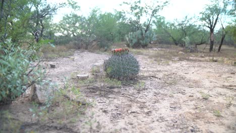 static shot of round claret cup catus in the sonora desert surrounded by little vegetation