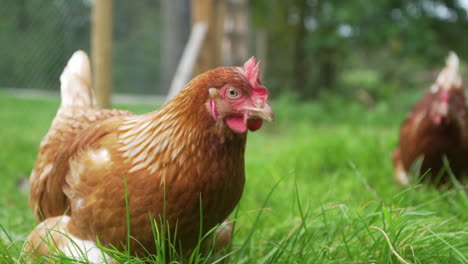 freilandhuhn auf gras und neugierig in die kamera schauend