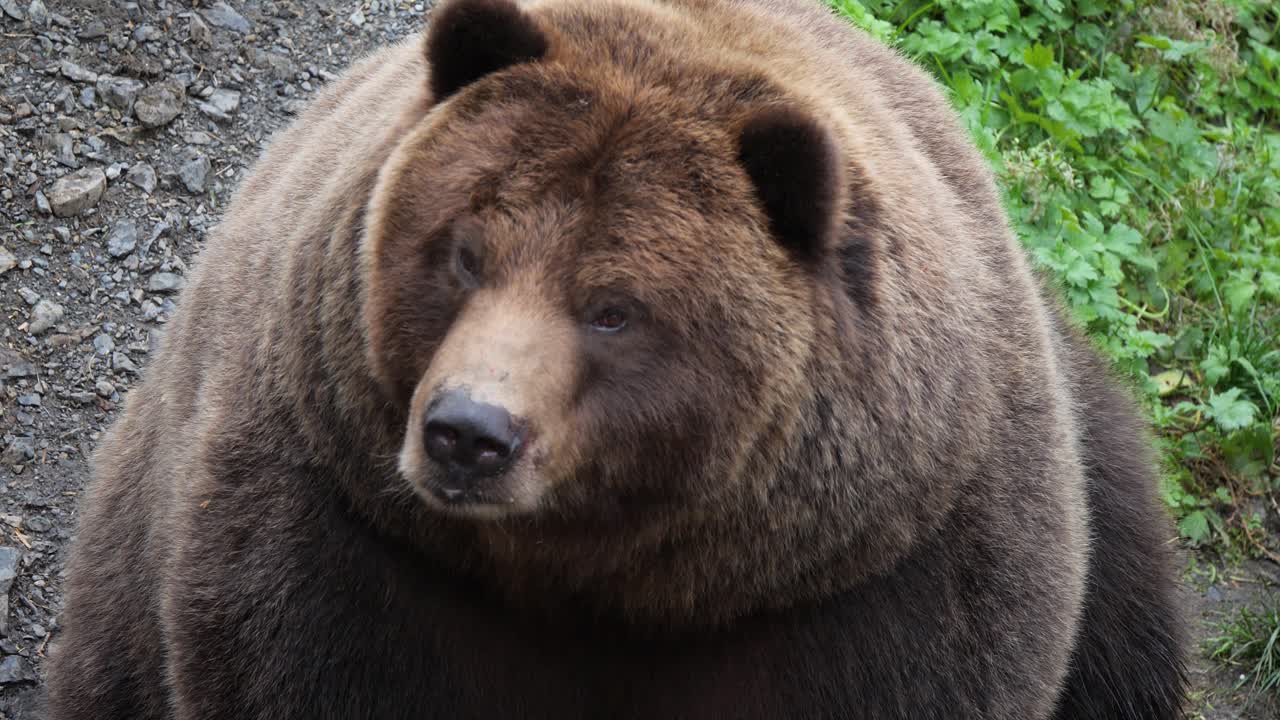Orso bruno, panoramica lenta dagli artigli alla testa, Alaska