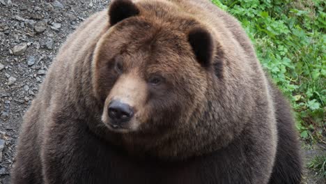 Oso-Pardo,-Movimiento-Lento-Desde-Las-Garras-Hasta-La-Cabeza,-Alaska