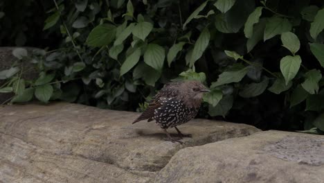 Estornino-Joven-Ruffing-Plumas-En-Un-Muro-De-Jardín-Plano-Medio