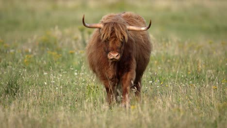 Highland-cow-with-distinctive-horns-and-shaggy-brown-coat-in-meadow,-frontal