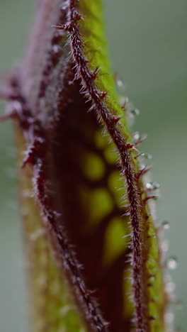 close-up of a thorny plant with water droplets