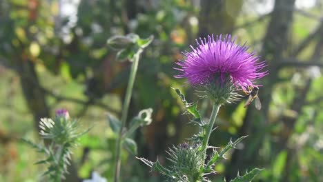 static close up shot of thistle with insect on it