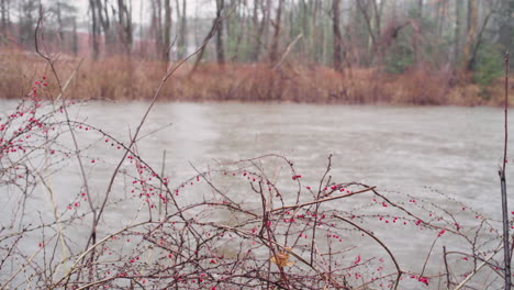 red berries hang from bramble as a strong current of a river moves past it