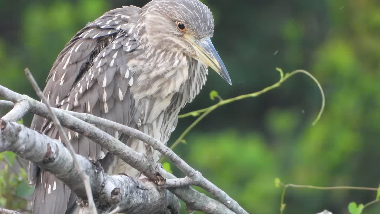 garza nocturna rufa en el árbol.