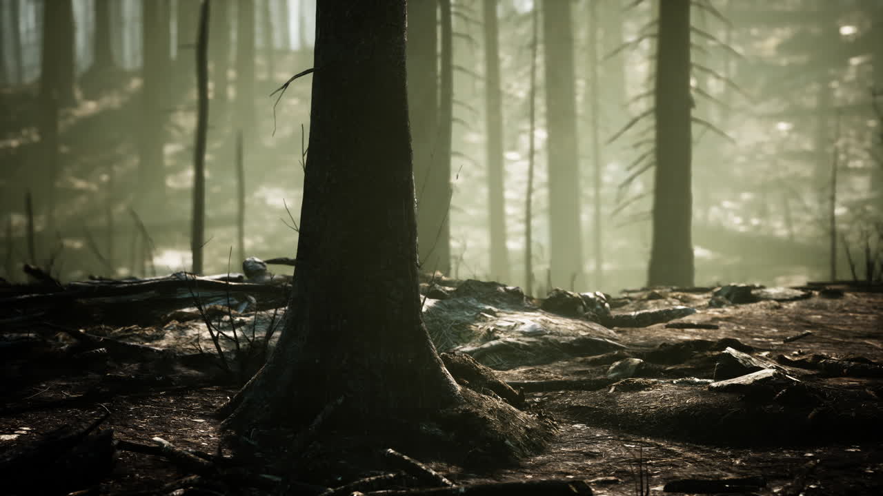 산불의 여파: 불타버린 나무와 파괴된 풍경