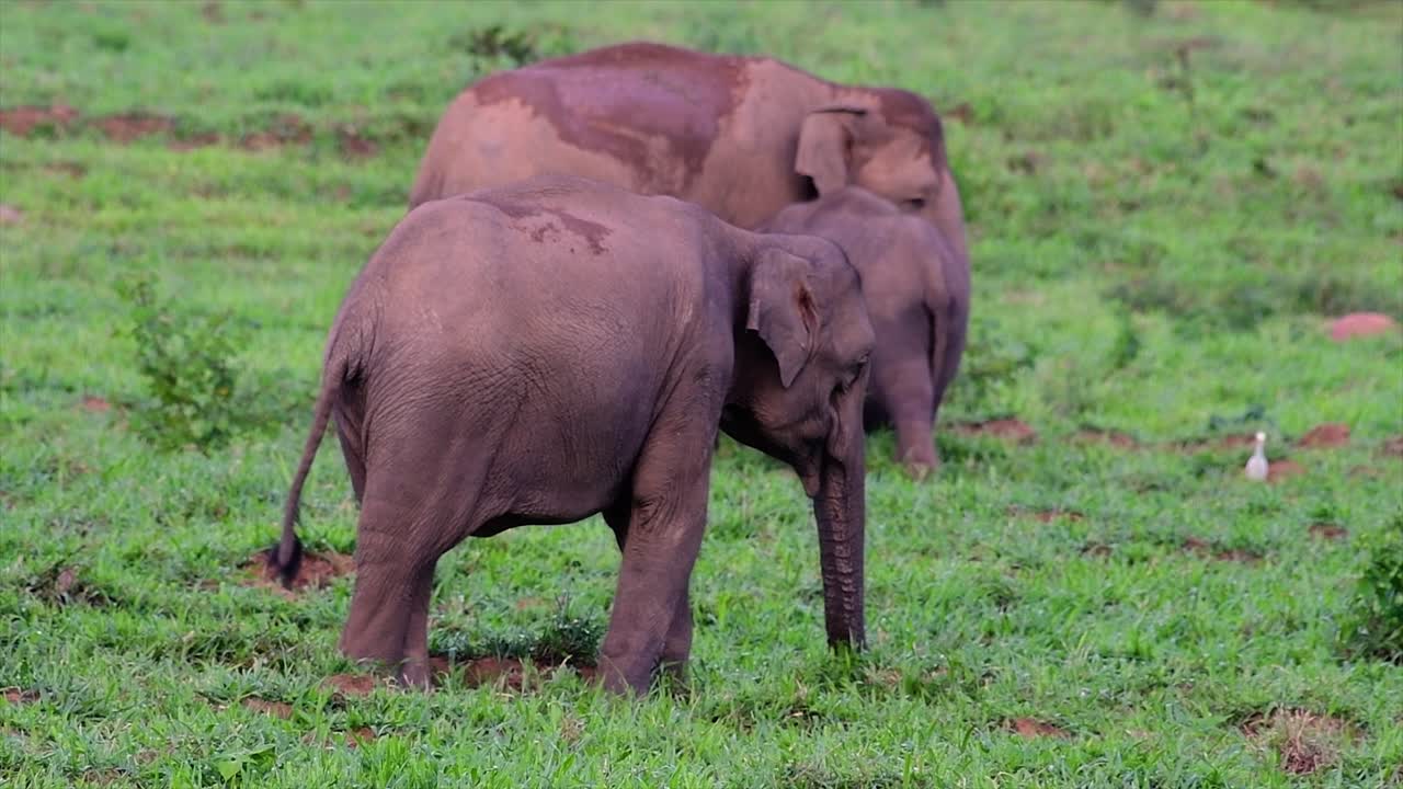 los elefantes asiáticos son especies en peligro de extinción y también son residentes de tailandia