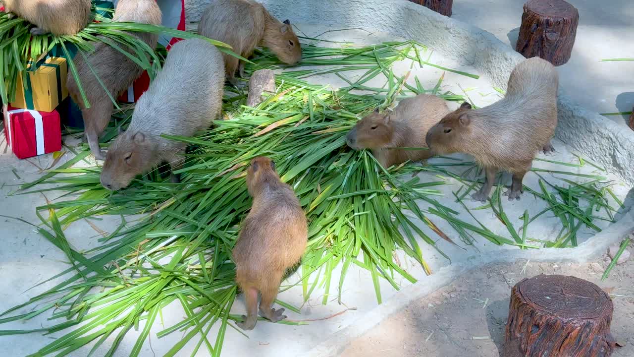 동물원 에서 함께 식사를 즐기는 카피바라