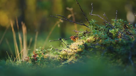 Tiny-blueberry-shrubs,-moss,-lichen,-and-dry-twigs-in-the-autumn-tundra-undergrowth